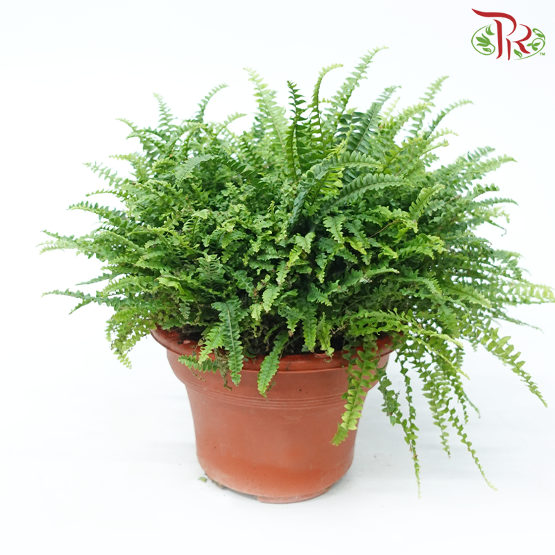 Boston Fern P220《波士顿蕨》