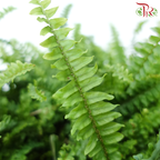 Boston Fern P220《波士顿蕨》-Pudu Ria Florist-prflorist.com.my