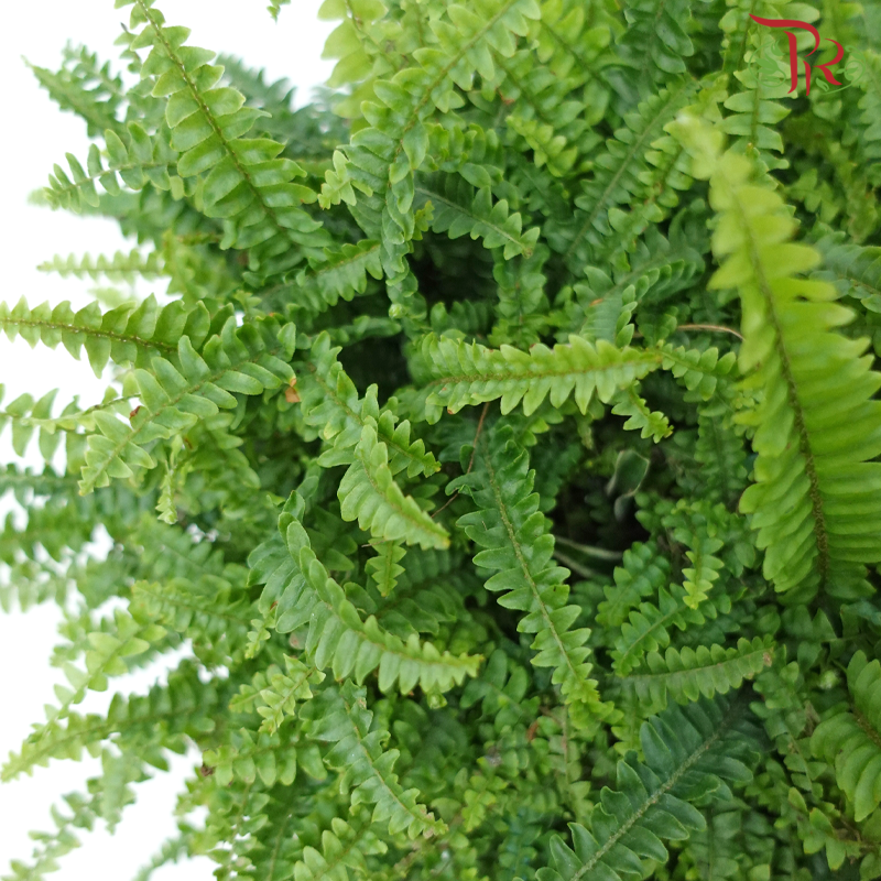 Boston Fern P220《波士顿蕨》-Pudu Ria Florist-prflorist.com.my