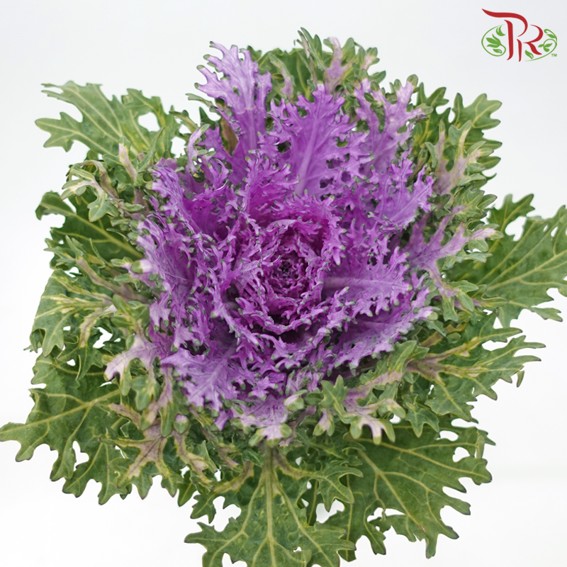 Brassica Lace - Purple (Per Stem)-Purple-China-prflorist.com.my