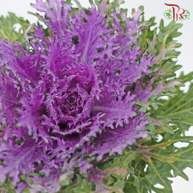 Brassica Lace - Purple (Per Stem)-Purple-China-prflorist.com.my