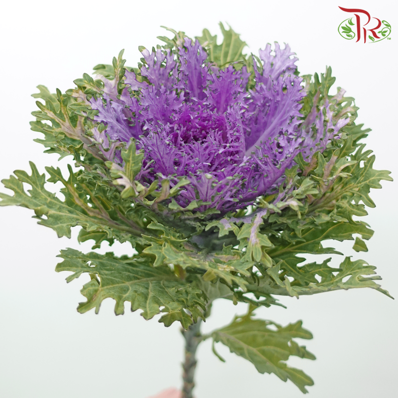 Brassica Lace - Purple (Per Stem)-Purple-China-prflorist.com.my