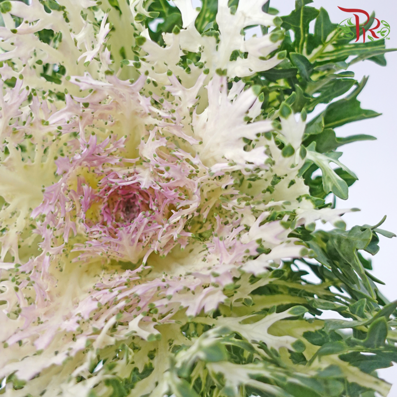 Brassica Lace - White (Per Stem)-White-China-prflorist.com.my