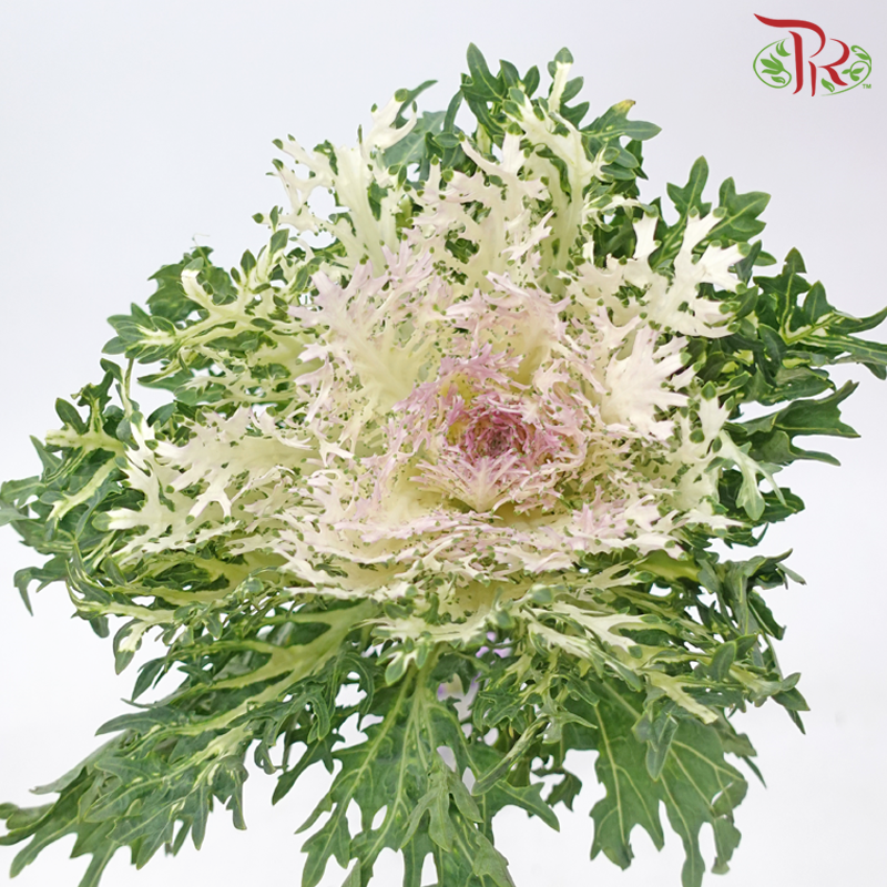 Brassica Lace - White (Per Stem)-White-China-prflorist.com.my