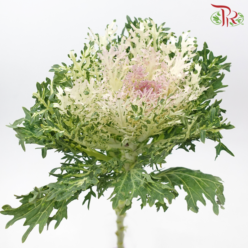 Brassica Lace - White (Per Stem)-White-China-prflorist.com.my