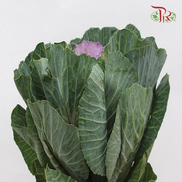 Brassica - Purple (Per Stem)-Purple-China-prflorist.com.my