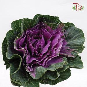 Brassica - Purple (Per Stem)-Purple-China-prflorist.com.my