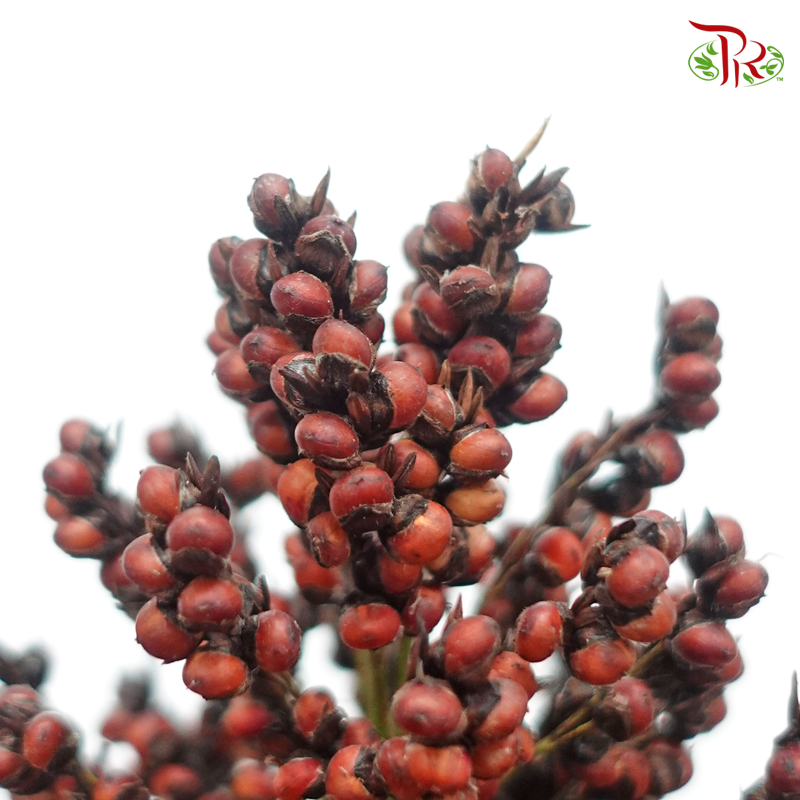 Broomcorn - Red (Per Bunch)-Red-China-prflorist.com.my