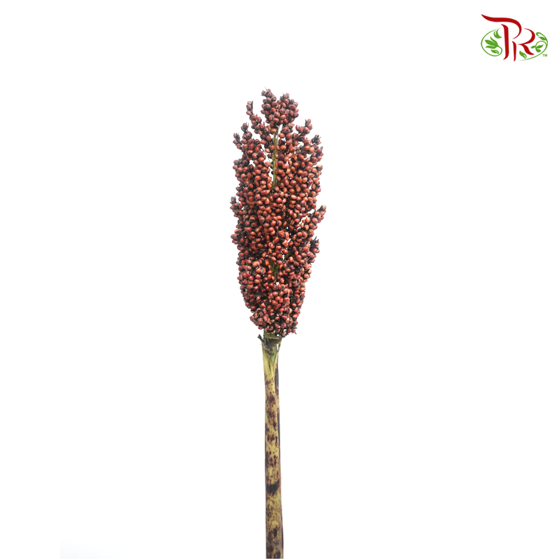 Broomcorn - Red (Per Bunch)-Red-China-prflorist.com.my