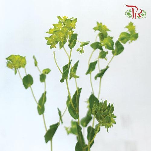 Bulperum Griffithii - (5 Stems)-Green-Netherland-prflorist.com.my