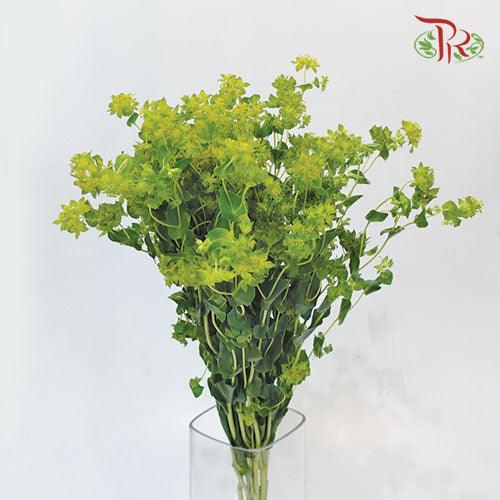 Bulperum Griffithii - (5 Stems)-Green-Netherland-prflorist.com.my