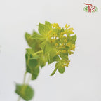 Bulperum - (Per Bunch)-Green-China-prflorist.com.my