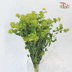 Bulperum - (Per Bunch)-Green-China-prflorist.com.my