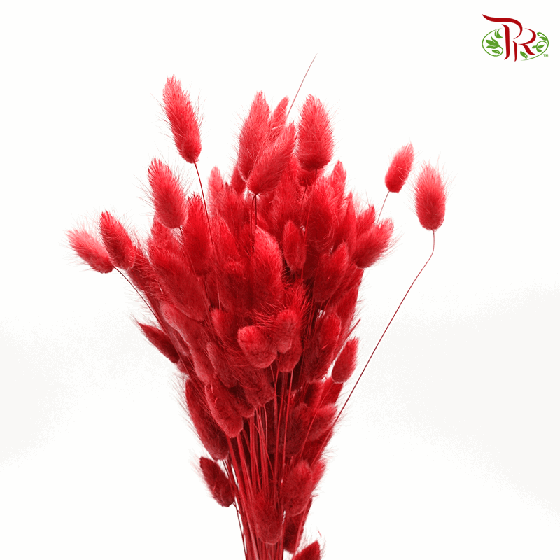 Dry Lagurus Bunny Tail - Red - Pudu Ria Florist