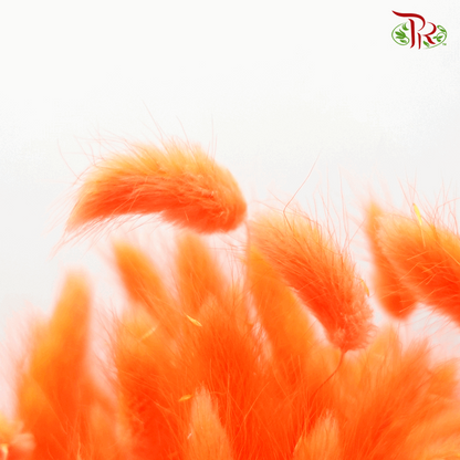 Dry Lagurus Bunny Tail - Bright Orange #1