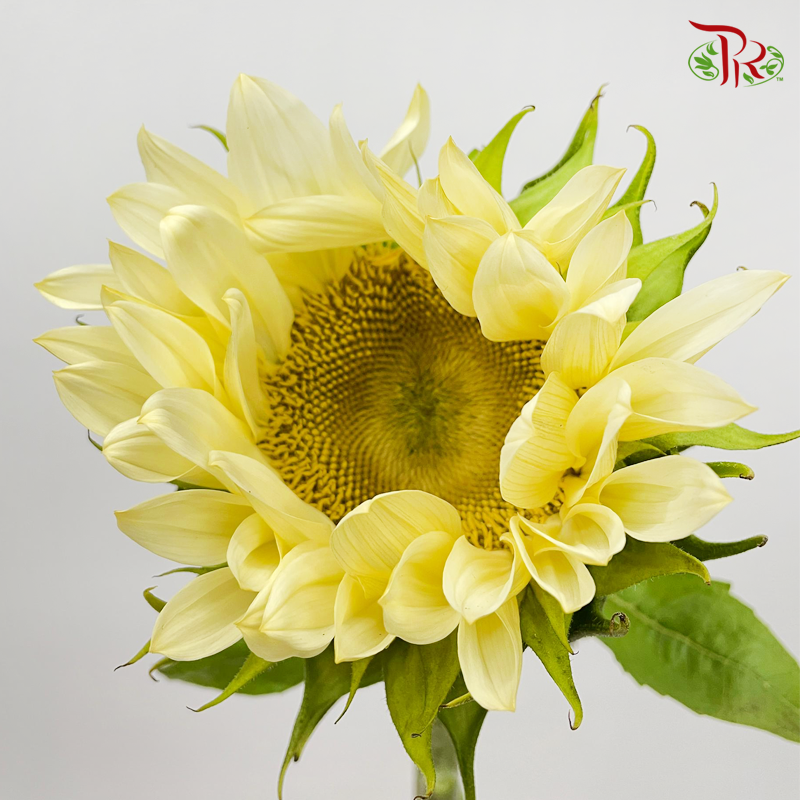 Buttercream Sunflower - (5 Stems) (Mild Bloom Condition)-Cream-China-prflorist.com.my