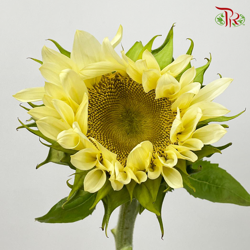 Buttercream Sunflower - (5 Stems) (Mild Bloom Condition)-Cream-China-prflorist.com.my