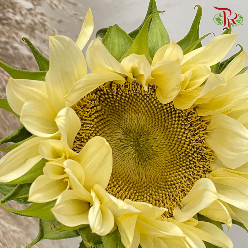 Buttercream Sunflower - (5 Stems) (Mild Bloom Condition)-Cream-China-prflorist.com.my