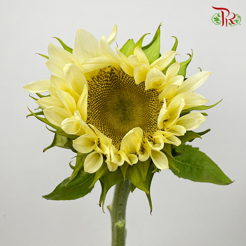 Buttercream Sunflower - (5 Stems) (Mild Bloom Condition)-Cream-China-prflorist.com.my