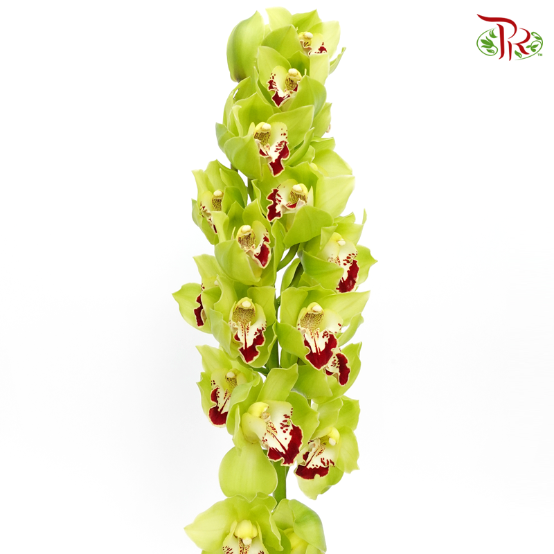 Cymbidium Green With Red Lips ( 22-24 Blooms ) - Per Stem