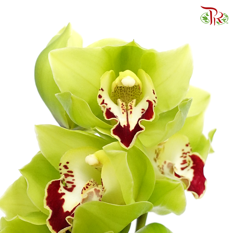 Cymbidium Green With Red Lips ( 22-24 Blooms ) - Per Stem