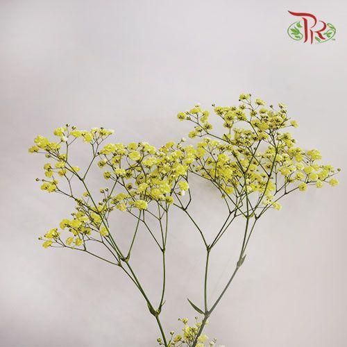 Baby Breath Dyed - Yellow (0.4-0.5 kg) - Pudu Ria Florist