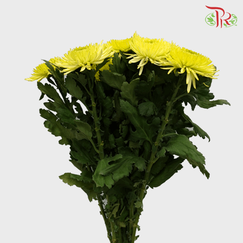 Net Mum Chrysanthemum - Yellow (12 Stems) - Pudu Ria Florist