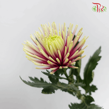 Net Mum Chrysanthemum - Chispa Purple (12 Stems) - Pudu Ria Florist