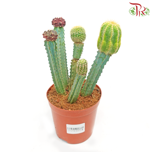 Cactus (Grafted)《仙人掌》-Pudu Ria Florist-prflorist.com.my