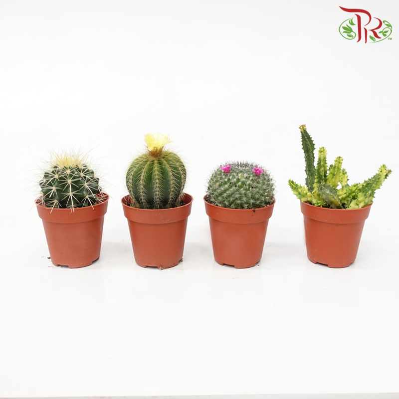 Cactus P85《仙人掌》(Randomly Selected)