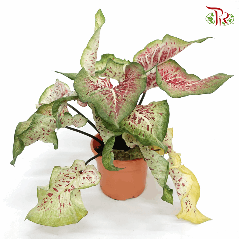 Caladium Dragon Flame 《彩芋》