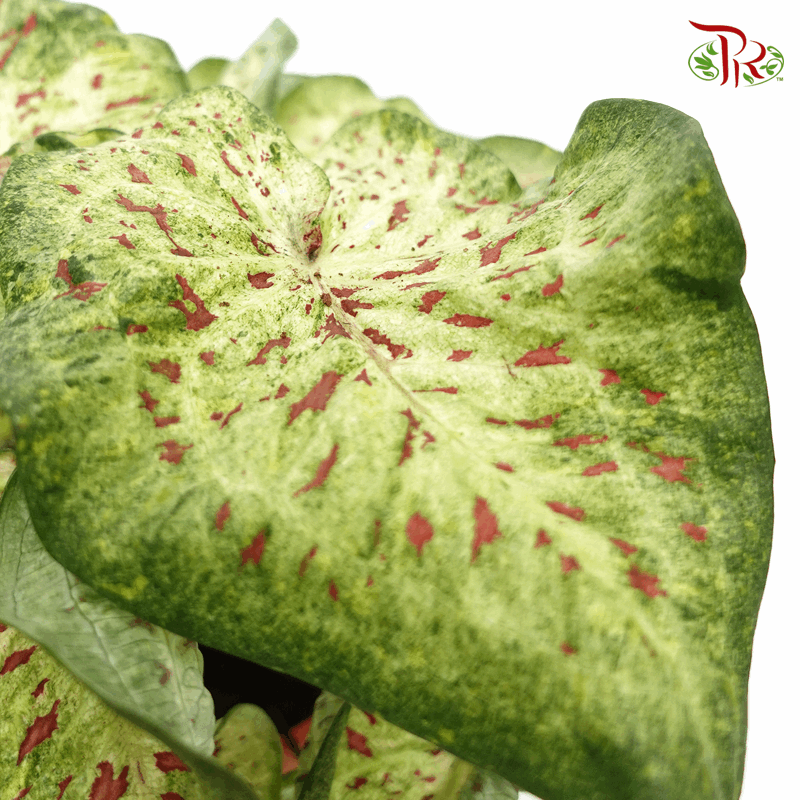 Caladium Dragon Flame 《彩芋》