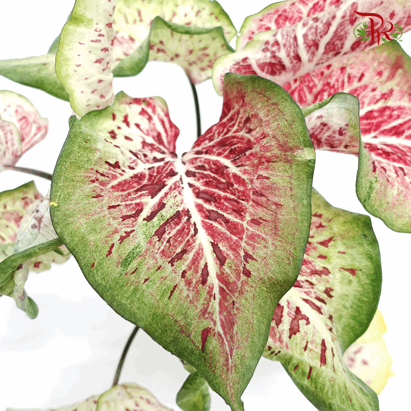 Caladium Dragon Flame 《彩芋》