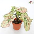 Caladium Wonderland《彩芋》-Pudu Ria Florist-prflorist.com.my