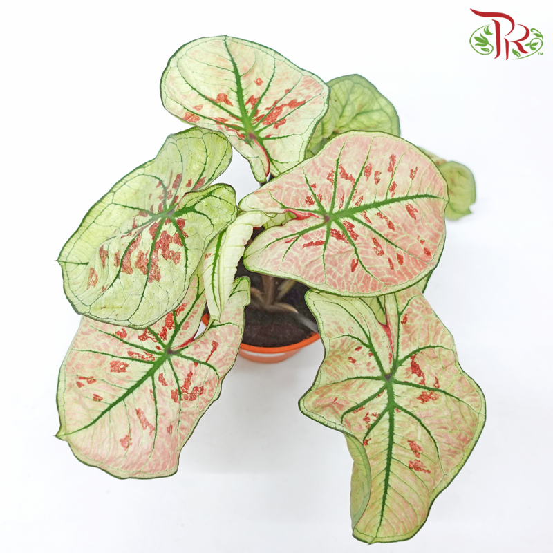 Caladium Wonderland《彩芋》-Pudu Ria Florist-prflorist.com.my