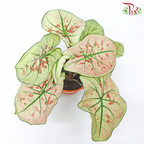Caladium Wonderland《彩芋》-Pudu Ria Florist-prflorist.com.my