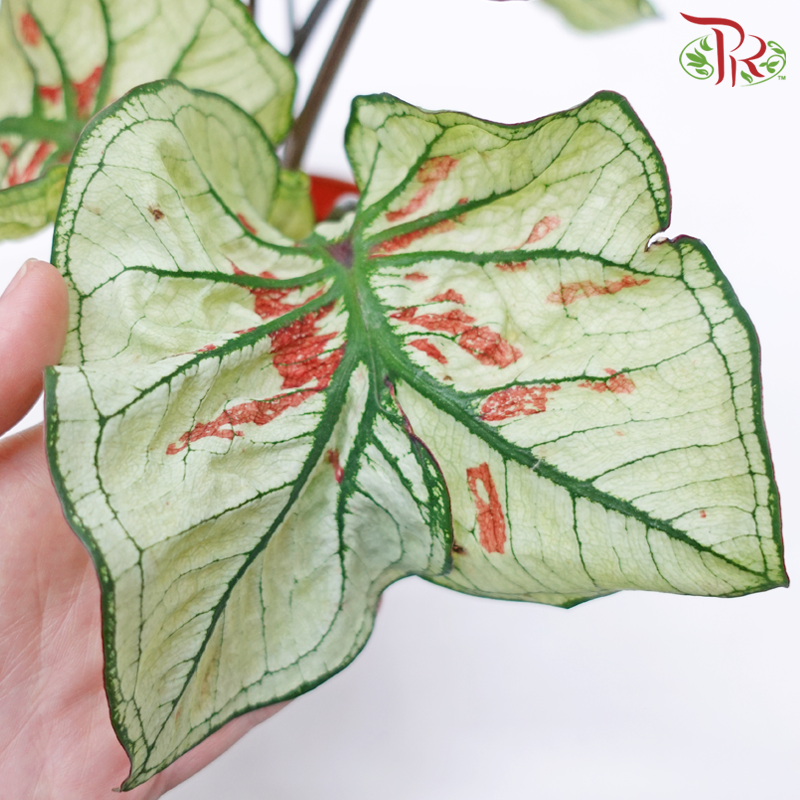 Caladium Wonderland《彩芋》-Pudu Ria Florist-prflorist.com.my