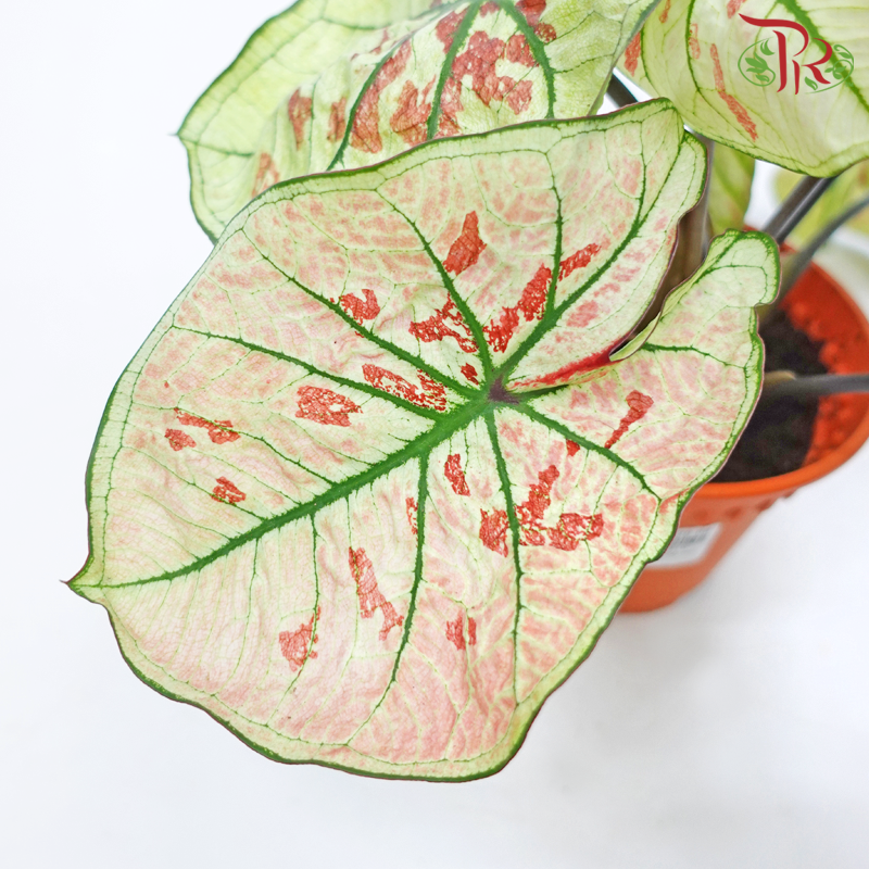 Caladium Wonderland《彩芋》-Pudu Ria Florist-prflorist.com.my