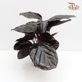 Calathea Dottie《'多蒂' 彩虹竹芋》-Pudu Ria Florist-prflorist.com.my