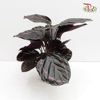 Calathea Dottie《'多蒂' 彩虹竹芋》-Pudu Ria Florist-prflorist.com.my