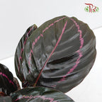 Calathea Dottie《'多蒂' 彩虹竹芋》-Pudu Ria Florist-prflorist.com.my