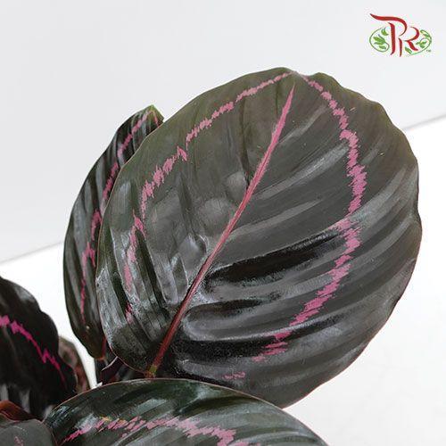Calathea Dottie《'多蒂' 彩虹竹芋》-Pudu Ria Florist-prflorist.com.my