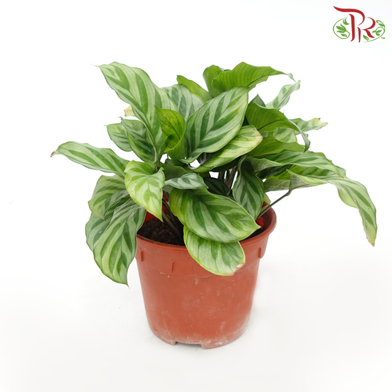 Calathea Freddy《翠叶竹芋》-Pudu Ria Florist-prflorist.com.my