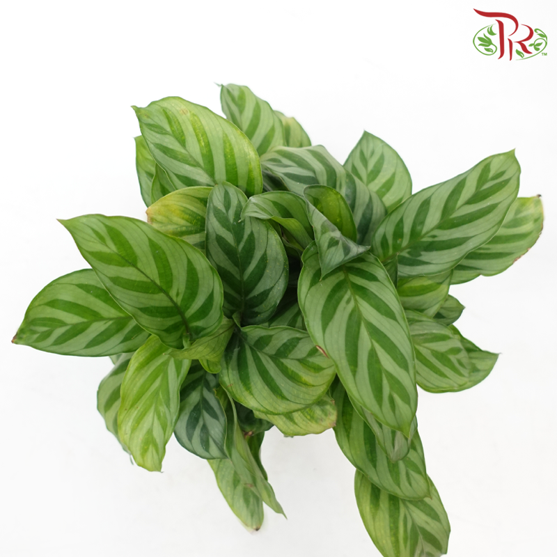 Calathea Freddy《翠叶竹芋》