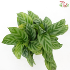 Calathea Freddy《翠叶竹芋》