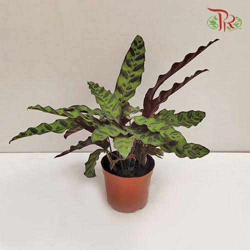 Calathea Lancifolia《箭羽竹芋》-Pudu Ria Florist-prflorist.com.my