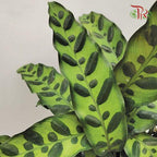 Calathea Lancifolia《箭羽竹芋》-Pudu Ria Florist-prflorist.com.my