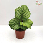 Calathea Orbitfolia《青苹果竹芋》