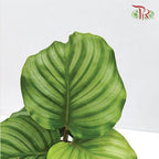 Calathea Orbitfolia《青苹果竹芋》