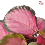 Calathea Roseopicta Rosey 《红玫瑰竹芋》-Malaysia-prflorist.com.my